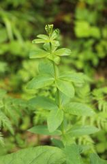 Lysimachia vulgaris