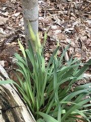 Iris foetidissima