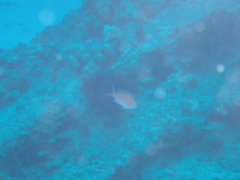 Nemanthias bicolor