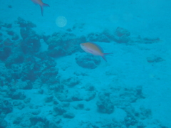 Nemanthias bicolor