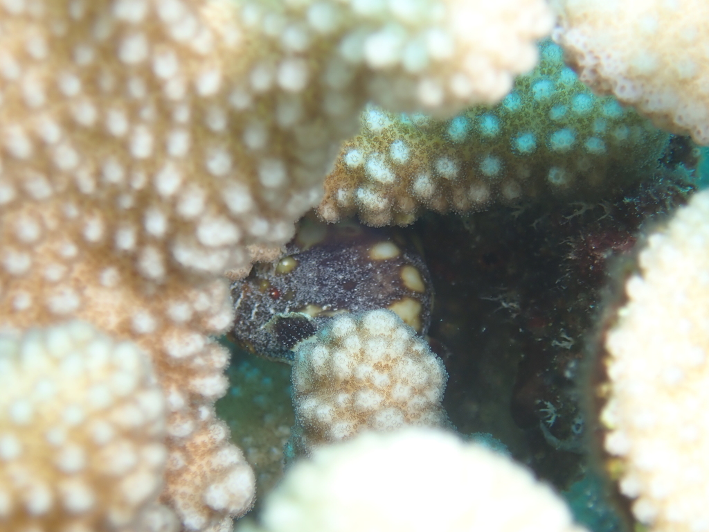 Tuberculated Frogfish