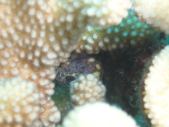 Antennatus tuberosus