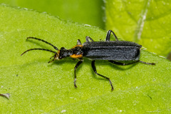 Podabrus rugosulus