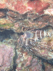 Pterois sphex