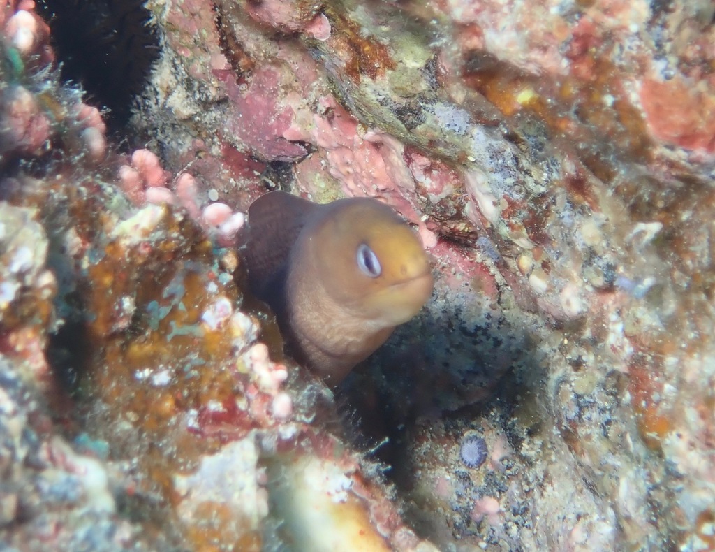 Blackspot Moray