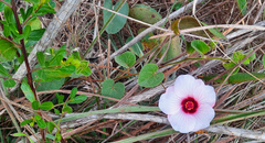 Pavonia grandiflora