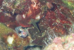 Priolepis aureoviridis