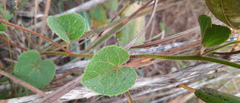 Pavonia grandiflora