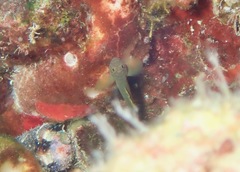 Priolepis aureoviridis