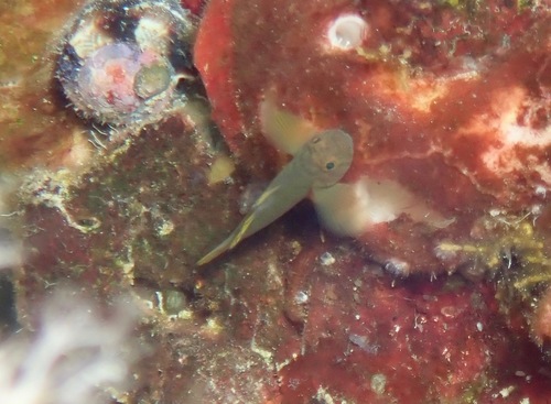 Golden Green Goby