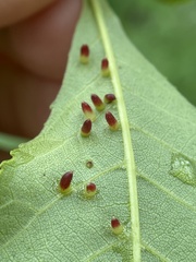 Caryomyia striolata