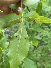 Caryomyia striolata