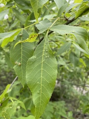 Caryomyia striolata