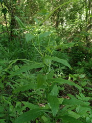 Cynoglossum germanicum