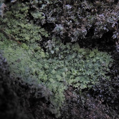 Botryolepraria lesdainii