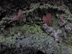 Botryolepraria lesdainii