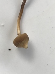 Deconica novae-zelandiae