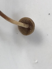 Deconica novae-zelandiae