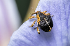 Mononychus vulpeculus