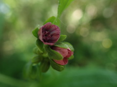 Cynoglossum germanicum