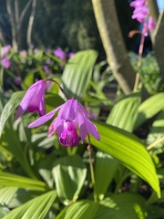 Bletilla