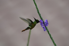 Lophornis adorabilis