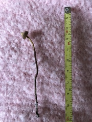 Deconica novae-zelandiae