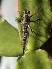 Neoitamus flavofemoratus