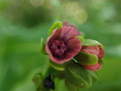 Cynoglossum germanicum