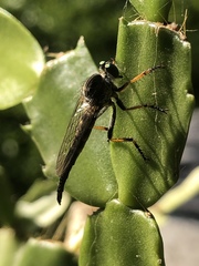 Neoitamus flavofemoratus