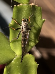 Neoitamus flavofemoratus