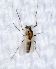 Cricotopus sylvestris