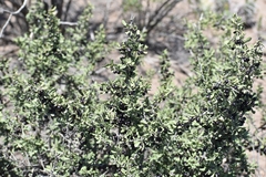 Schinus johnstonii