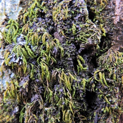 Scytinium dactylinum