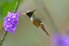 Lophornis adorabilis