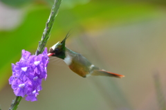 Lophornis adorabilis