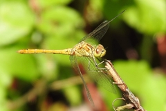 Sympetrum meridionale