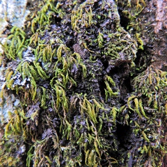 Scytinium dactylinum