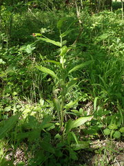 Cynoglossum germanicum