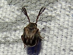 Megacerus cubiculus