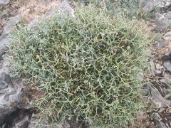 Hormathophylla spinosa