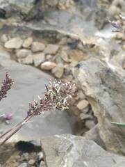 Poa ligulata