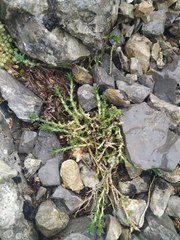 Arenaria armerina
