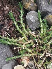 Arenaria armerina