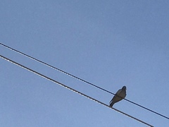 Columba livia domestica