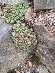 Saxifraga erioblasta