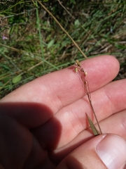 Dichanthelium consanguineum