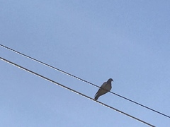 Columba livia domestica