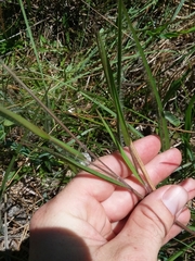 Dichanthelium consanguineum