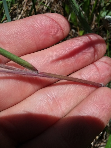 Image of Dichanthelium consanguineum by (c) Will McFarland, some rights reserved (CC BY)